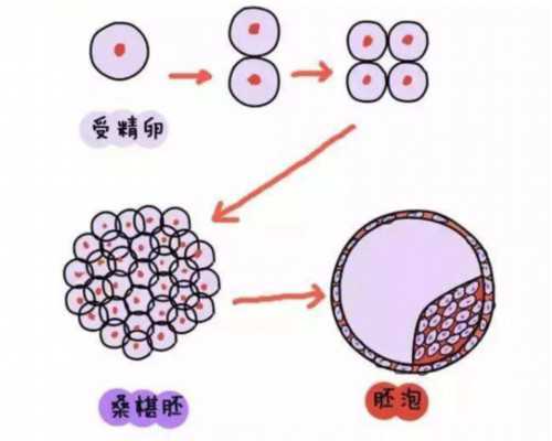 试管借卵代生~两男做泰国试管婴儿生宝宝