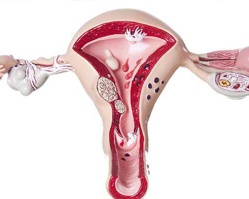 国内正规供卵公司有几家,曾经与你有个梦（关于曾经与你有个梦介绍）